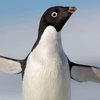 Avatar of Random penguin