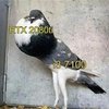 Avatar of GT.Kuvext