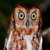 Avatar of Owl, the owl.