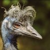 Avatar of Guy_Emu