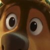 Avatar of Bodi.Foxy223