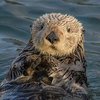 Avatar of Seaotter6382