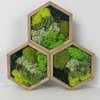 Avatar of mossthewalls