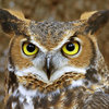 Avatar of tuneowl