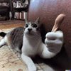 Avatar of CATSVENOM1st