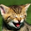 Avatar of ThatCat54