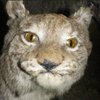 Avatar of Yassin7089