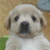 Avatar of Mini - Xiao Ajiang