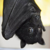 Avatar of natbat