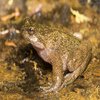 Avatar of Zarkat