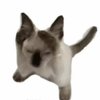 Avatar of Simon_neu