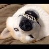 Avatar of sheeppy