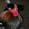 Avatar of numcompensa