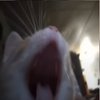 Avatar of koolfewer09