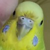 Avatar of banoonabird