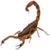 Avatar of Akatana