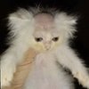 Avatar of Atlassssssssssssssssssssss