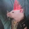 Avatar of Rato Punk