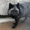 Avatar of FlareFox