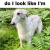 Avatar of That_Werewolf
