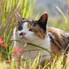Avatar of cumin