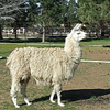 Avatar of llama jim