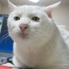 Avatar of maplesyrupghost