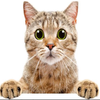 Avatar of D_D-_-