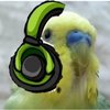 Avatar of Budgie gaming