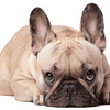 Avatar of glamorousfrenchbulldogs