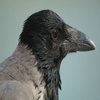 Avatar of Kraake