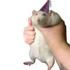 Avatar of Lilltle_Dummy