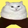 Avatar of Chocho360