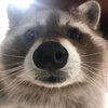 Avatar of pupito