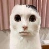 Avatar of DishonoredWindowLicker