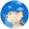 Avatar of RainComesDown