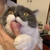 Avatar of Akimeow