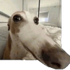 Avatar of Shmezzy