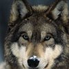 Avatar of wolf78