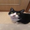 Avatar of catxblender