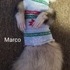 Avatar of Ferretmaster