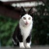 Avatar of Kot_n