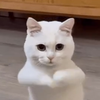 Avatar of Hyligan300