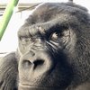 Avatar of GorillaBoi