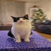 Avatar of Captaincatts