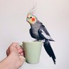 Avatar of caffetiel