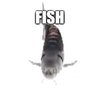 Avatar of UselessFish