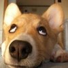 Avatar of ajie1017