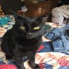 Avatar of Tama cat 3d