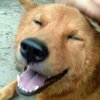 Avatar of ansui